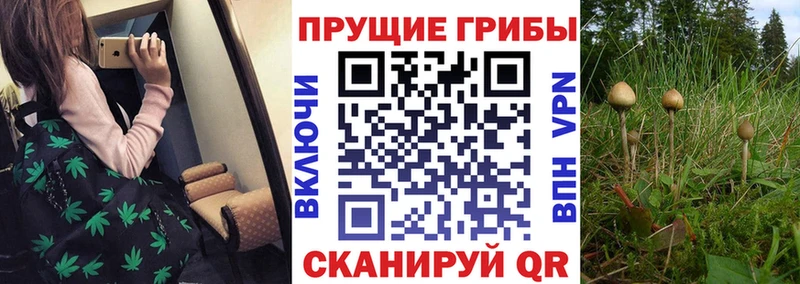 Псилоцибиновые грибы мухоморы Новозыбков